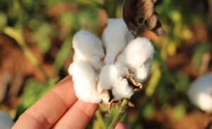 Fair Trade ist nicht gleich Bio - Beispiel Baumwolle