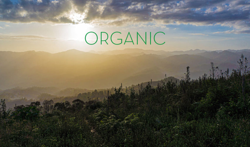 Buy Organic - warum du fair und bio kaufen solltest.