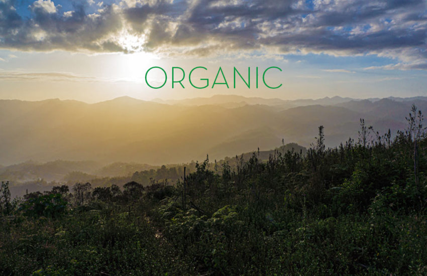 Buy Organic - warum du fair und bio kaufen solltest.